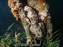 Scorpionfish, French bay, San Salvador Island. Nikonos V,... by Derek Zelmer 